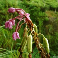 Spathoglottis plicata Blume